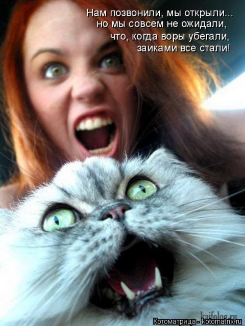 Лучшие котоматрицы недели