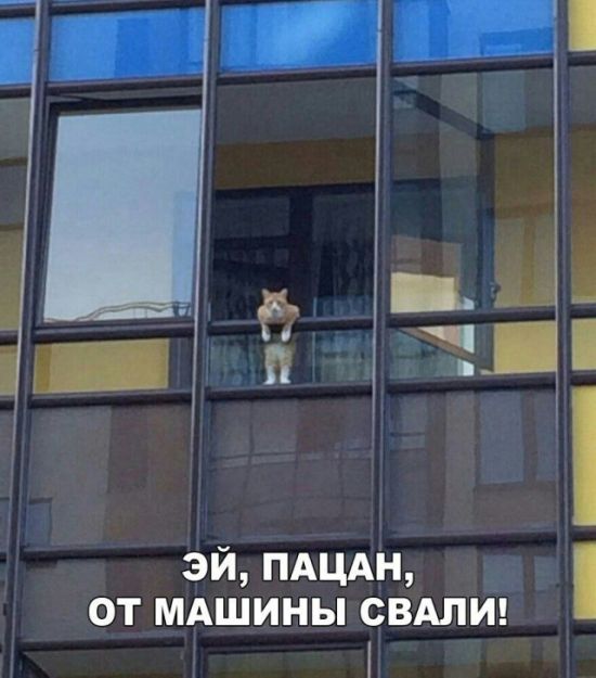 Прикольные картинки