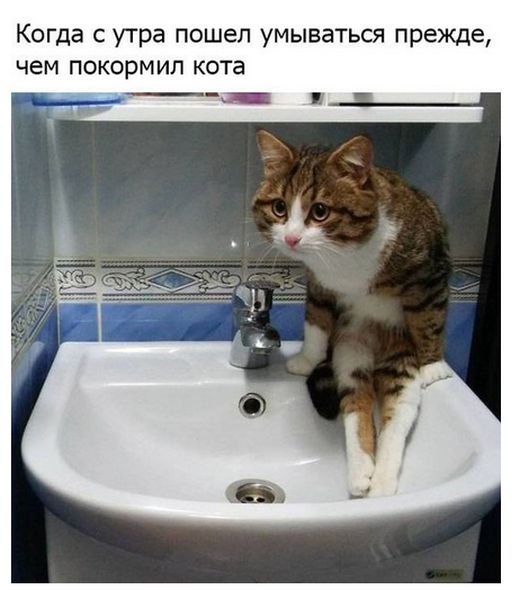 Прикольные картинки