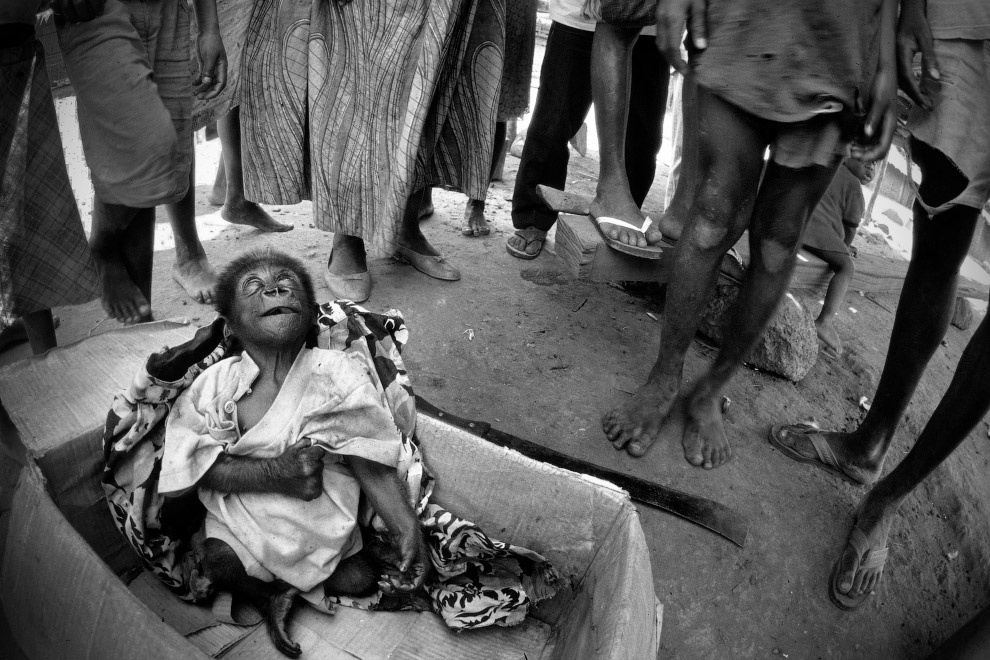 Преступное истребление дикой природы