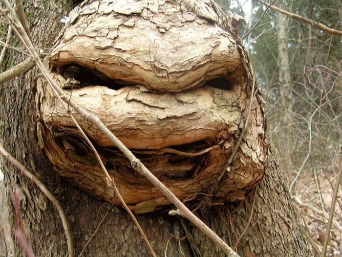 Деревья необычной формы
