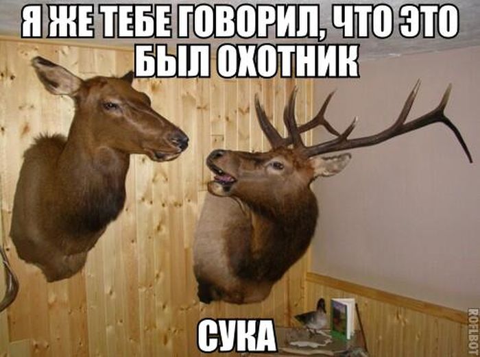 Прикольные картинки (74 фото)