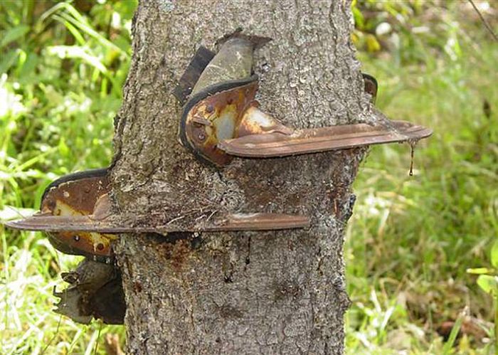 Предметы, люди и животные, застрявшие в деревьях