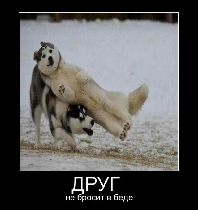 Демотиваторы