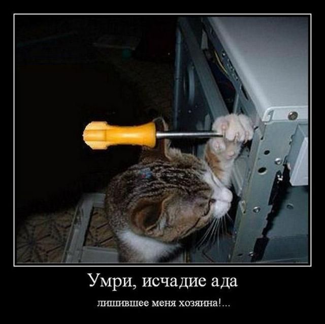 Демотиваторы
