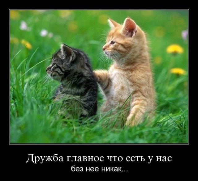 Демотиваторы
