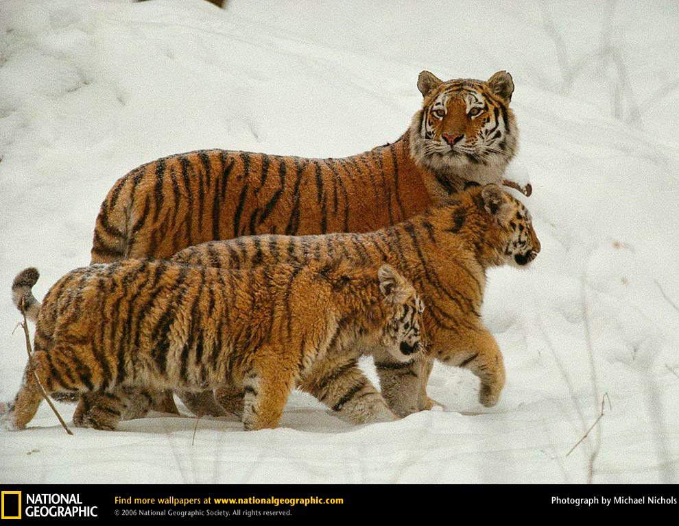 Большие кисы в фотографиях от National Geographic Большие кисы в фотографиях от National Geographic