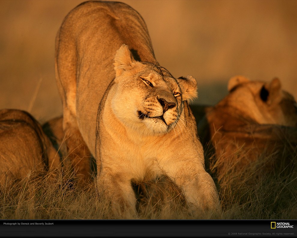 Большие кисы в фотографиях от National Geographic Большие кисы в фотографиях от National Geographic