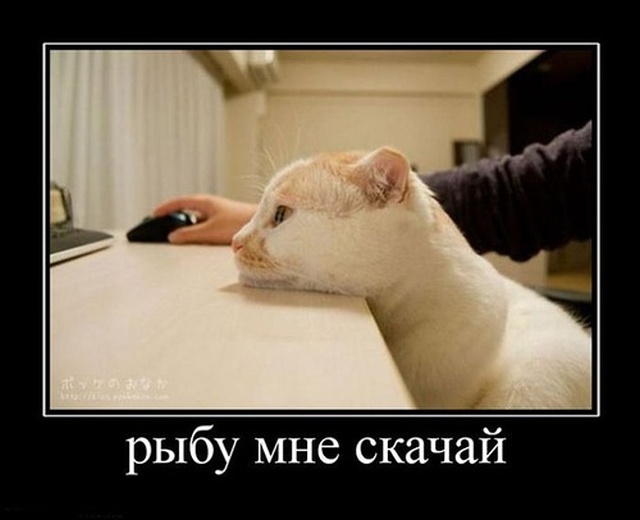 Демотиваторы