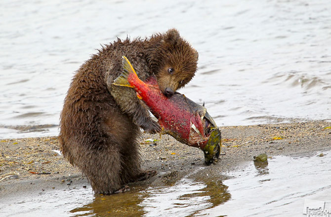 Лучшие фотографии России 2012 Лучшие фотографии России 2012