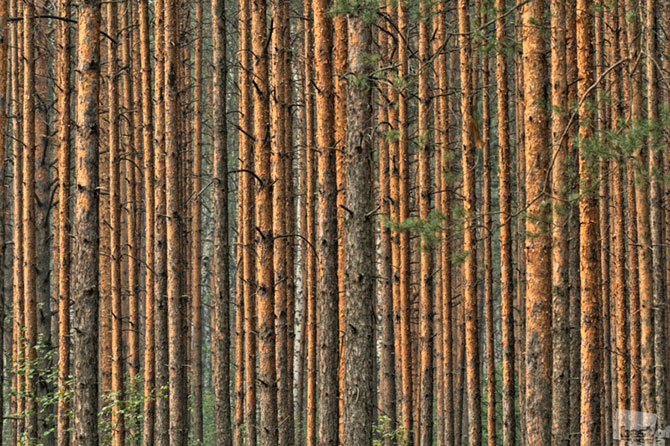 Лучшие фотографии России 2012 Лучшие фотографии России 2012