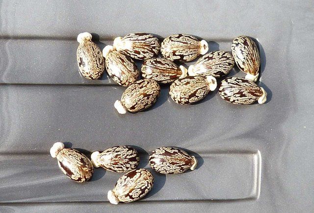 Смертельные продукты