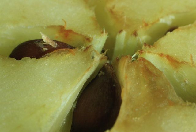 Смертельные продукты