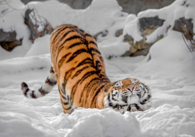 Прикольные картинки