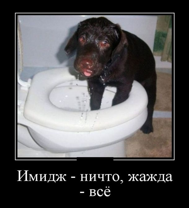 Демотиваторы