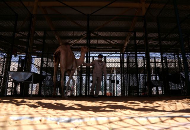 В Дубае открылся первый в мире госпиталь для верблюдов