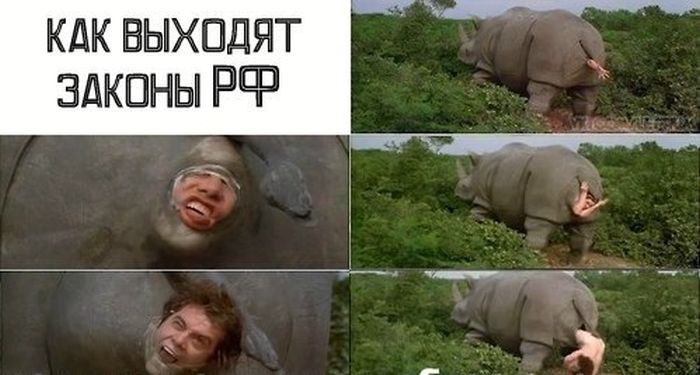 Забавные картинки