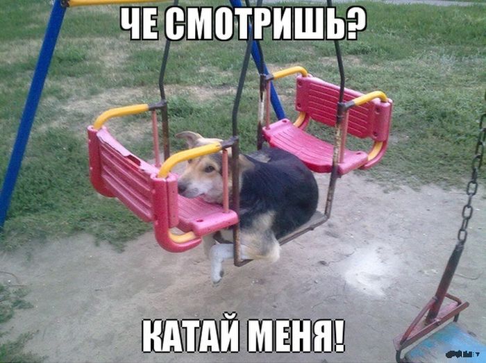 Забавные картинки