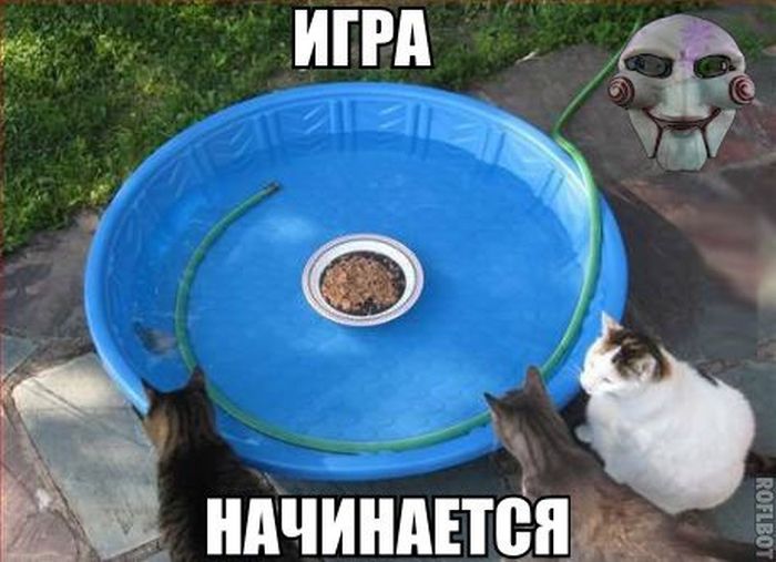 Забавные картинки