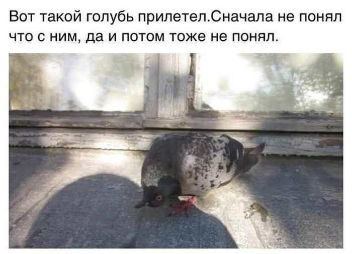 Забавные картинки