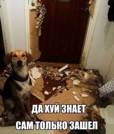 Забавные картинки