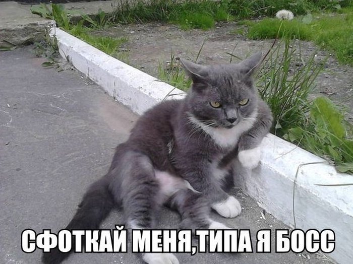 Забавные картинки