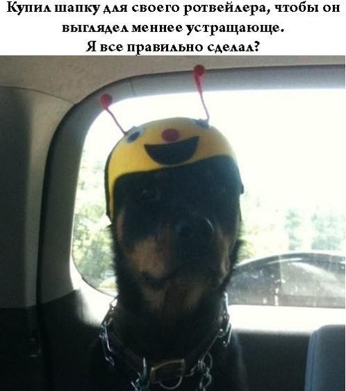 Забавные картинки