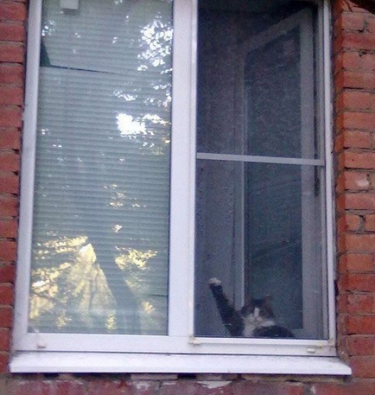 Забавные картинки