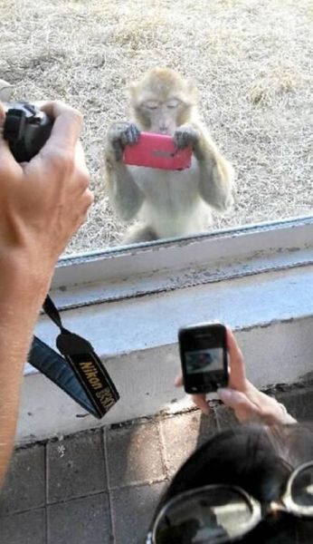 Забавные картинки