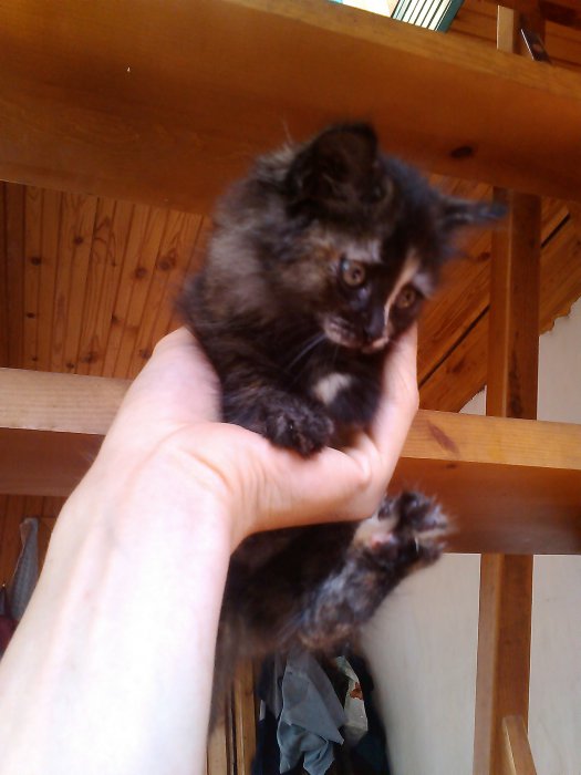 Кошечка