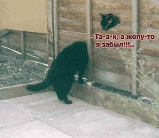 Забавные картинки