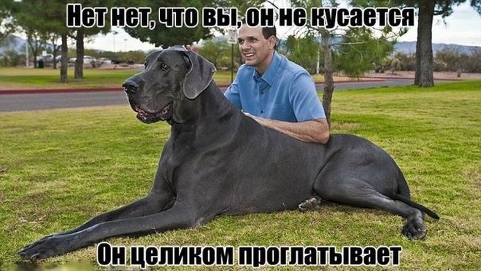 Забавные картинки
