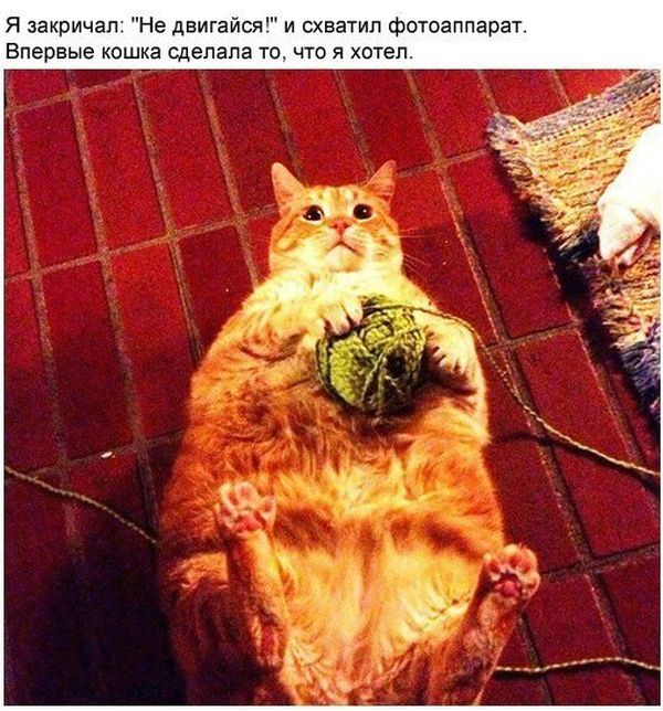 Забавные картинки