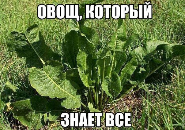 Веселые картинки