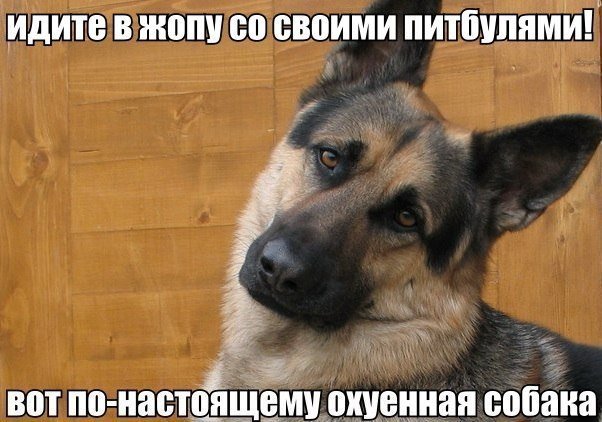 Веселые картинки