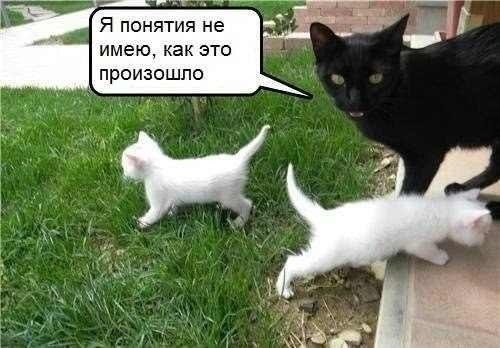 Забавные картинки