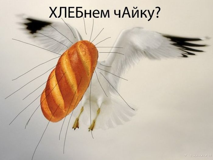 Забавные картинки