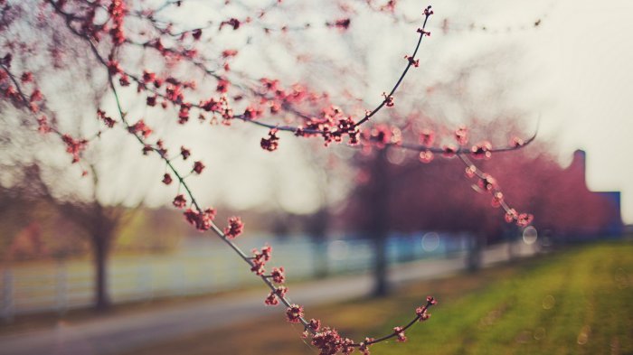 Обои на рабочий стол / Computer Desktop Wallpapers Collection 737