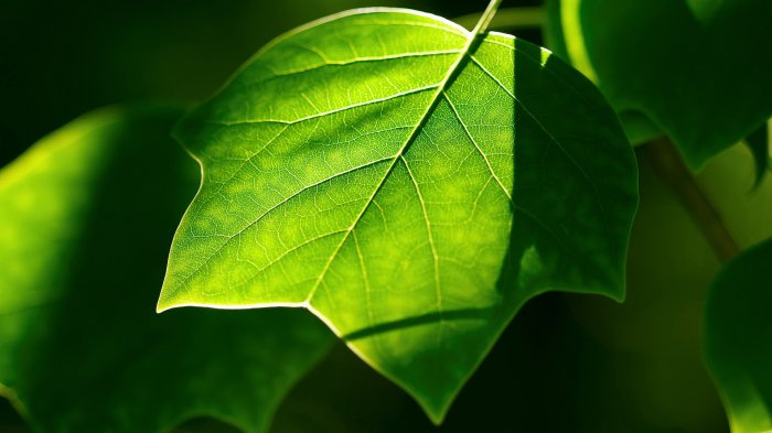 Обои на рабочий стол / Computer Desktop Wallpapers Collection 737