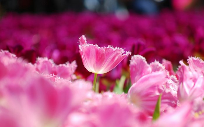 Обои на рабочий стол /Incredible Mixed Wallpapers Set 556