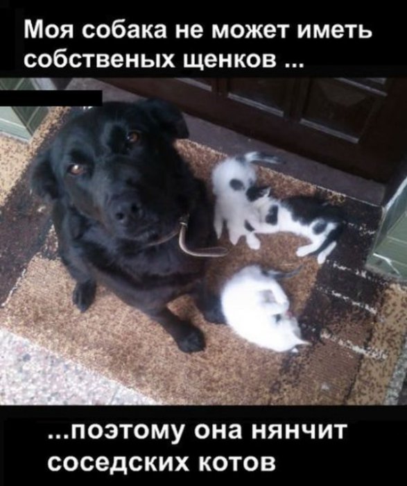 Забавные картинки