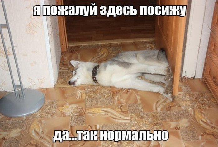 Забавные картинки