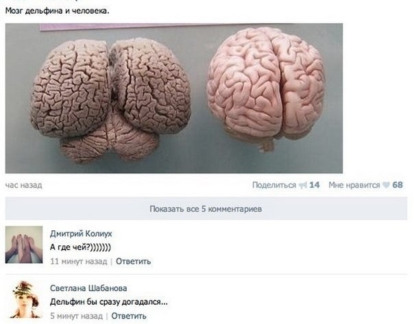 Забавные картинки