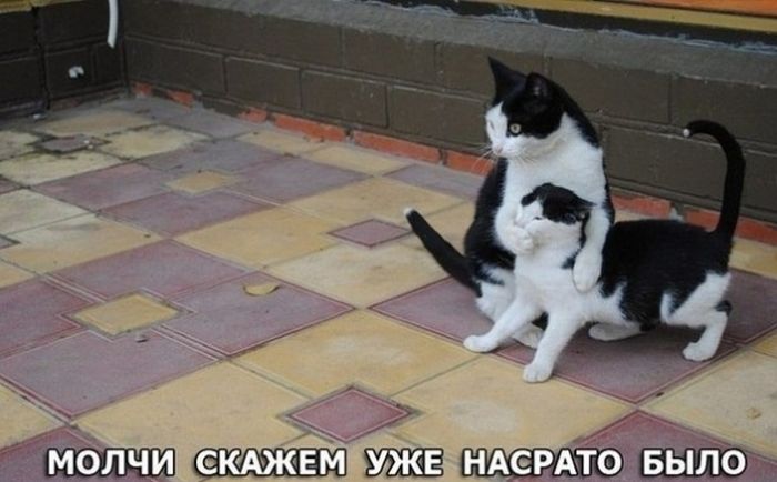 Забавные картинки