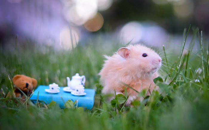 Обои на рабочий стол / Computer Desktop Wallpapers Collection 765