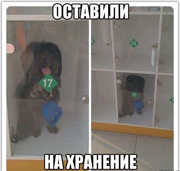 Забавные картинки