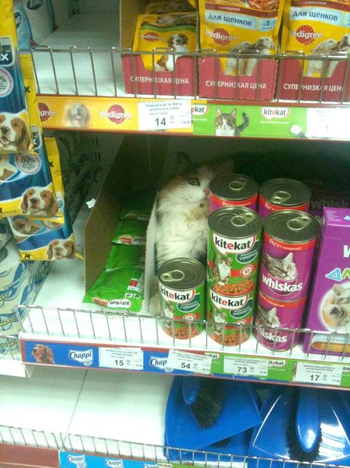 Забавные картинки
