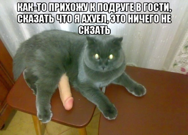 Забавные картинки