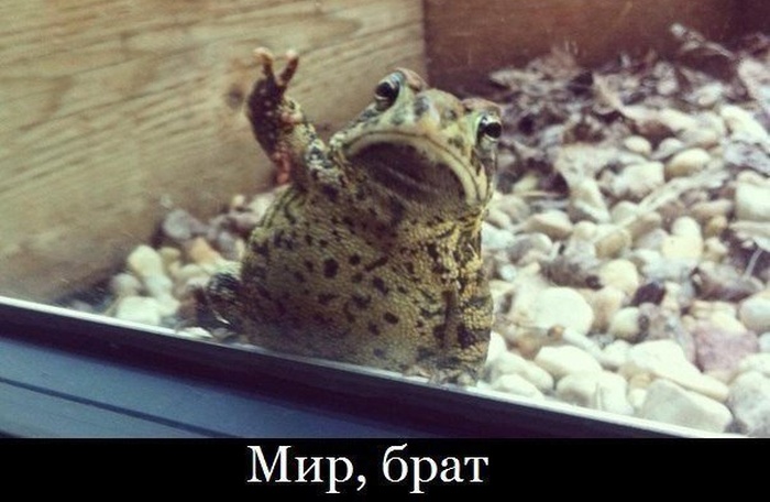 Забавные картинки