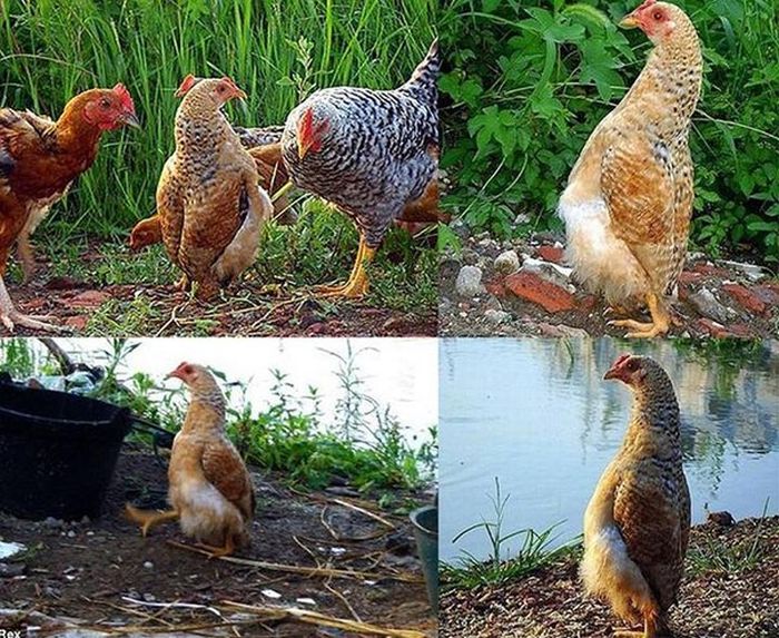 Забавные картинки
